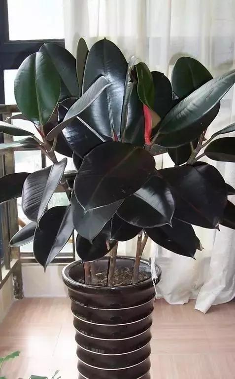 年宵花的危害,毒花观赏植物