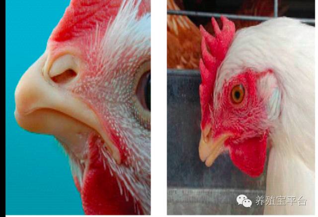 爱佳集团杨经理,杨文斌的养殖场