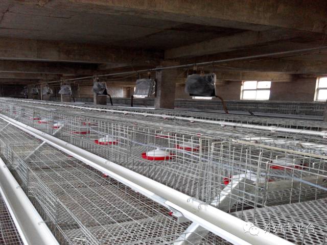 爱佳集团杨经理,杨文斌的养殖场