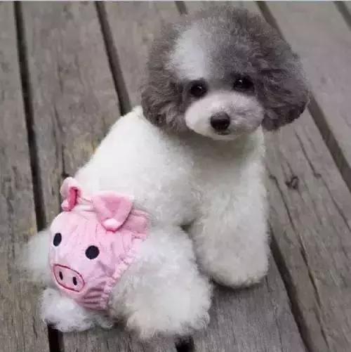 小狗屁股流血是来大姨妈吗,狗狗屁股出血是来例假了吗