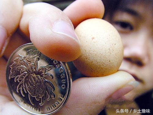 老母鸡下了一个笨鸡蛋,老母鸡下的蛋拿走了影响抱窝吗