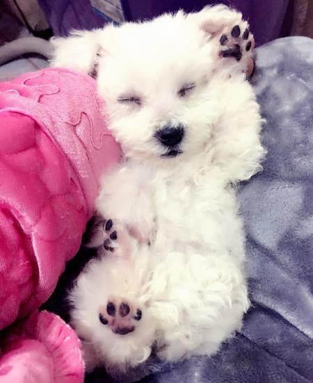 选择汪星人只看价格？真实经历告诉你为何不要贪便宜