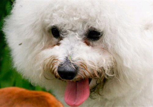 选择汪星人只看价格？真实经历告诉你为何不要贪便宜