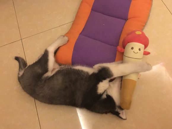 哈士奇的正确饲养方法有哪些,这才是哈士奇的正确遛法