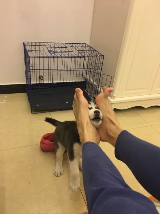 哈士奇的正确饲养方法有哪些,这才是哈士奇的正确遛法