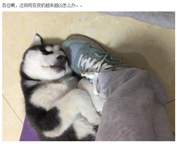 哈士奇的正确饲养方法有哪些,这才是哈士奇的正确遛法