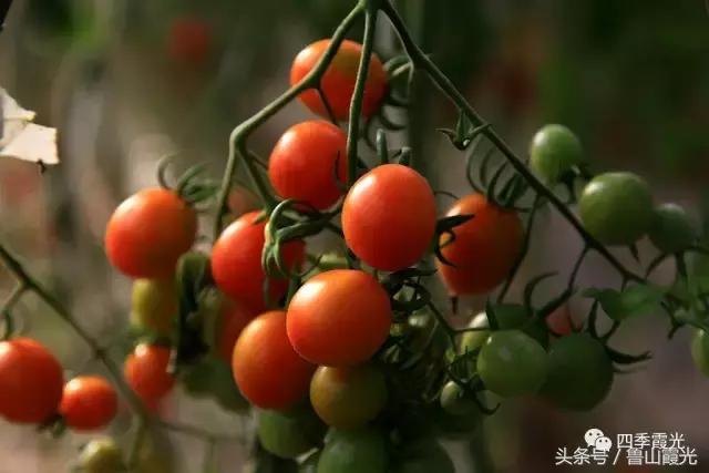 魅力龙泉,龙泉镇富硒采摘园