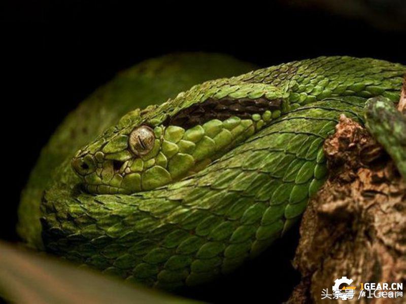 国产一样牛！生产户外用品的专业刀商,隐藏毒牙的猛兽蝮蛇小*刀折**