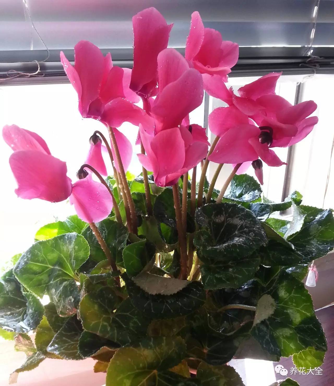 花死了花盆要不要扔,花死了要不要扔