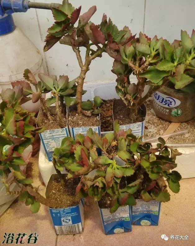 花死了花盆要不要扔,花死了要不要扔