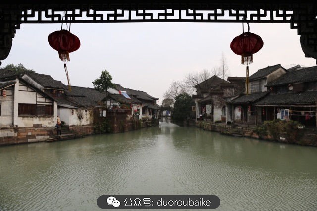 回忆之旅最适合带的植物,野外旅游必须记住的植物