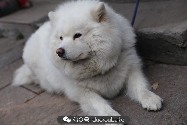 回忆之旅最适合带的植物,野外旅游必须记住的植物