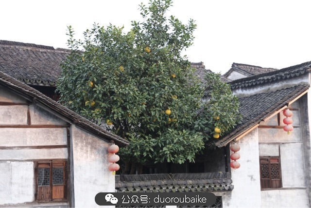 回忆之旅最适合带的植物,野外旅游必须记住的植物