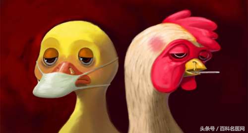 鸡禽流感流感传染人吗,鸡年禽流感