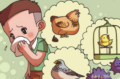 鸡禽流感流感传染人吗,鸡年禽流感