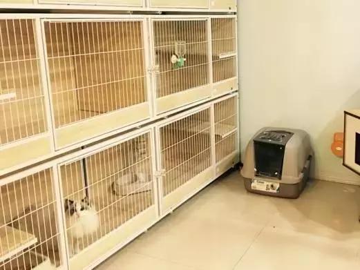 成都宠物寄养基地,成都狗狗寄养