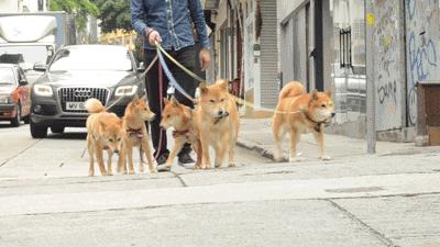 成都宠物寄养基地,成都狗狗寄养