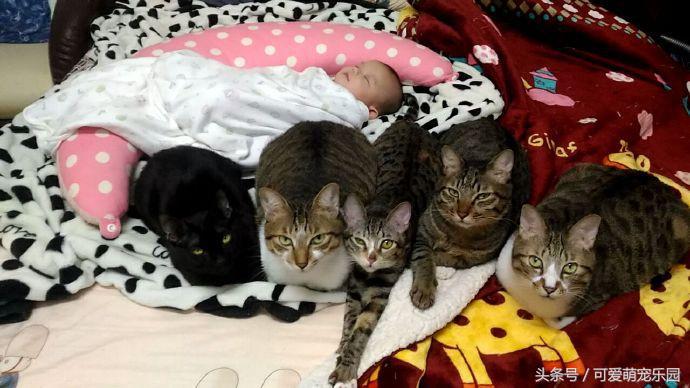 猫咪烤火把自己的毛烧着了,猫咪的胡子都烫成大波浪了