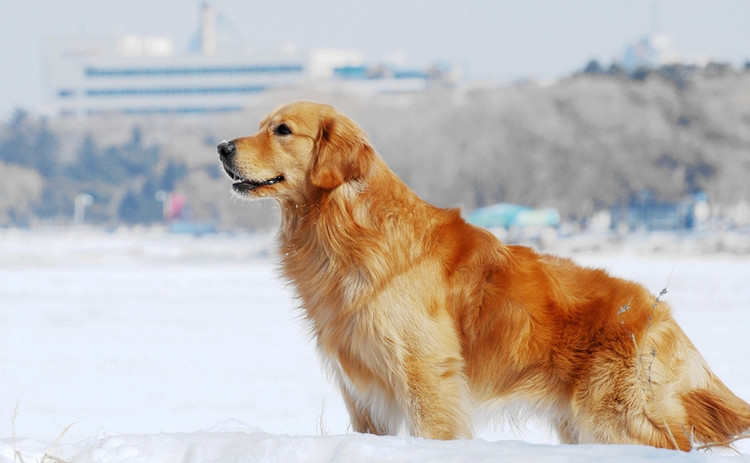 金毛犬高智商的5个表现,高智商的金毛犬视频