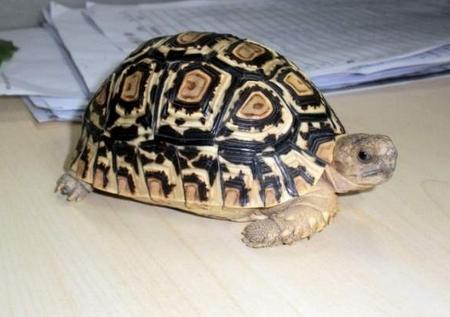 养宠物小心犯法,养宠物要谨慎不要随便养宠物