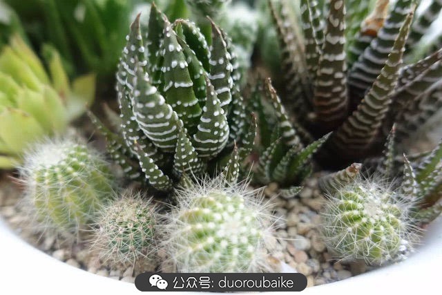 爱生活爱养花花卉绿植养护小知识,爱生活爱养花多肉植物养护小技巧