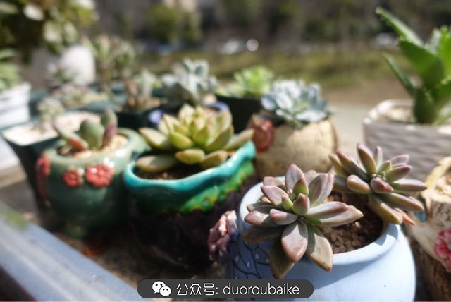 爱生活爱养花花卉绿植养护小知识,爱生活爱养花多肉植物养护小技巧