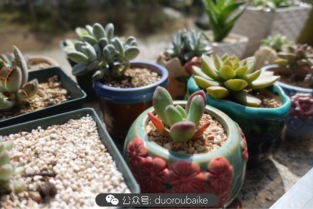 爱生活爱养花花卉绿植养护小知识,爱生活爱养花多肉植物养护小技巧