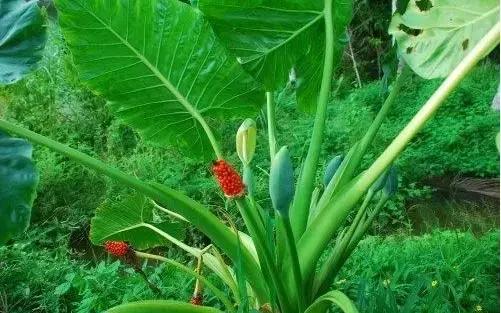 年宵花的危害,毒花观赏植物