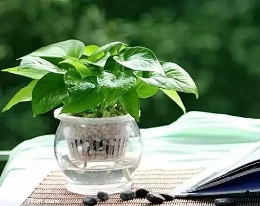 年宵花的危害,毒花观赏植物