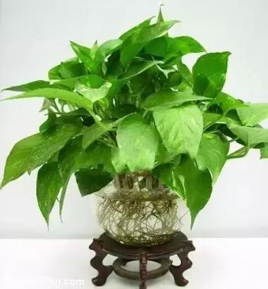 年宵花的危害,毒花观赏植物