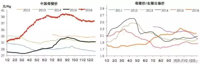 今年养猪预测,现在猪价下跌养猪还来得及吗