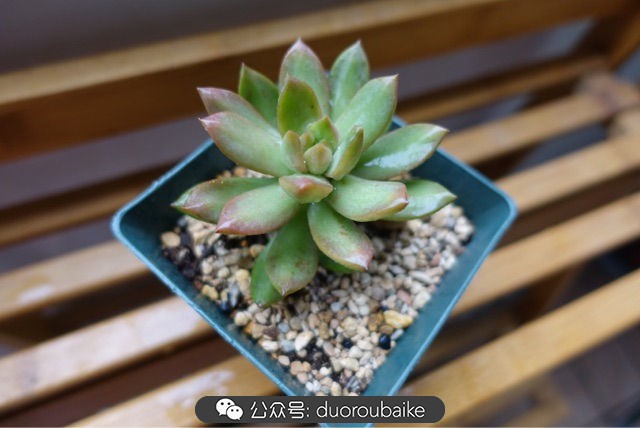 爱生活爱养花花卉绿植养护小知识,爱生活爱养花多肉植物养护小技巧