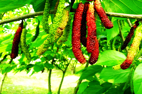 兰州亲们！红提摘完了我们相约去摘果桑可好？据说这里的果桑熟了