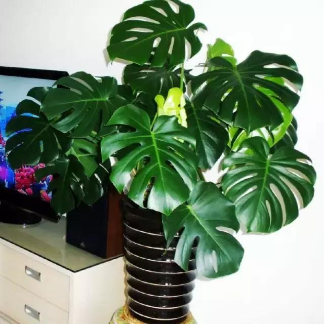 年宵花的危害,毒花观赏植物