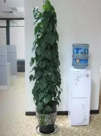 年宵花的危害,毒花观赏植物