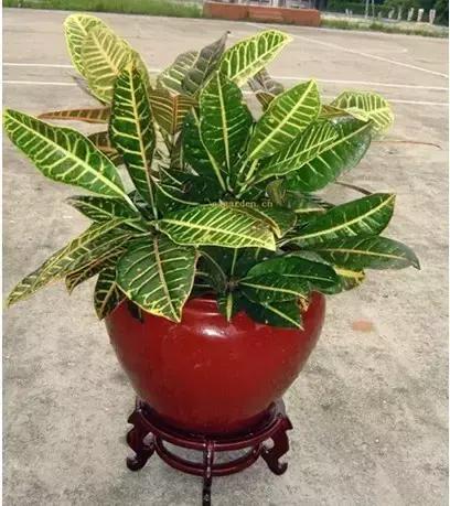 年宵花的危害,毒花观赏植物