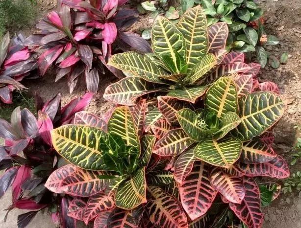 年宵花的危害,毒花观赏植物