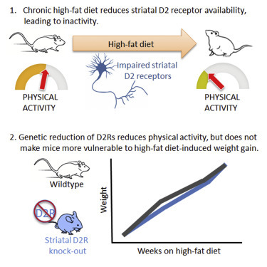 人越不爱运动就越懒是什么原因,越胖越懒越不想运动