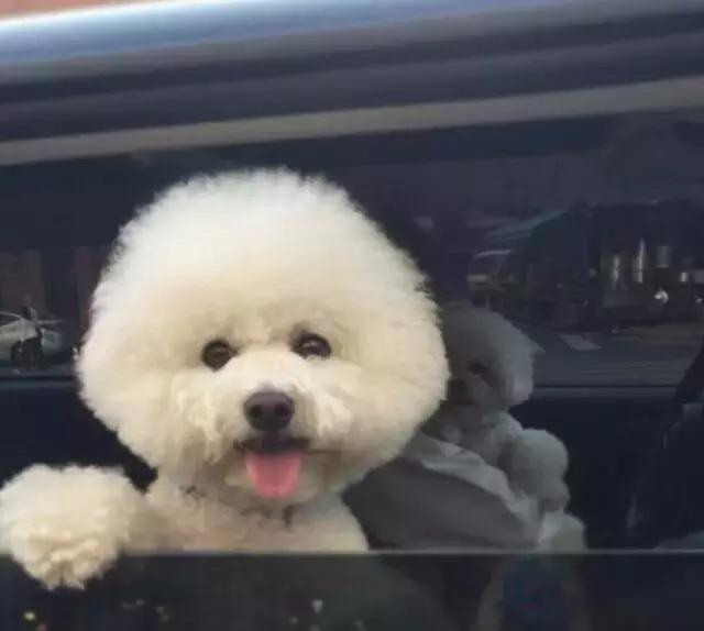 比熊犬呕吐拉稀怎么处理,比熊犬拉稀和吐是咋回事