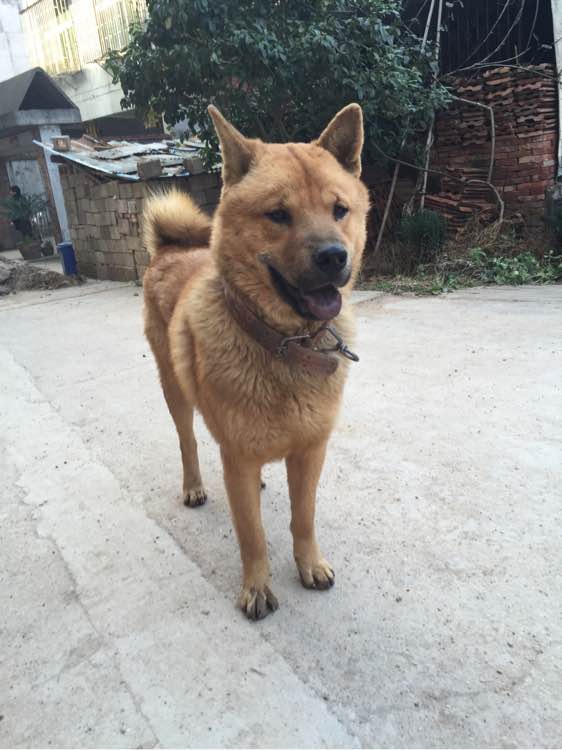 狗中之王牧羊犬,狗中之王是哪只狗