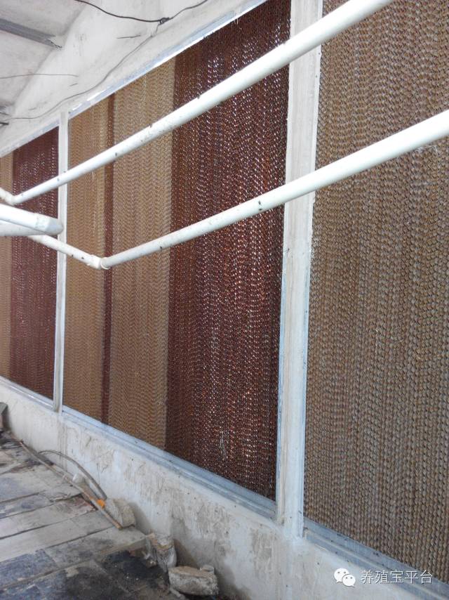 爱佳集团杨经理,杨文斌的养殖场