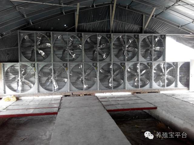 爱佳集团杨经理,杨文斌的养殖场