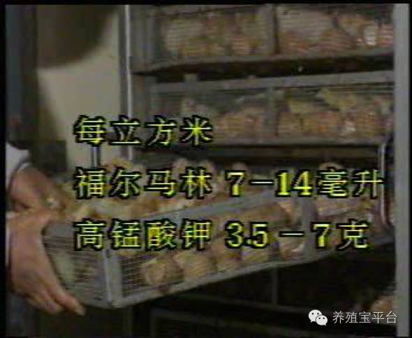 爱佳集团杨经理,杨文斌的养殖场