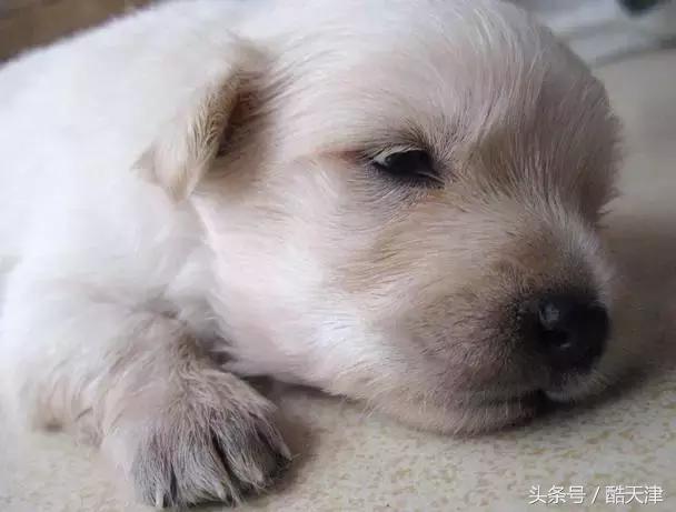 怎样知道家里的狗狗是串串 (怎么知道我家狗是什么串串)