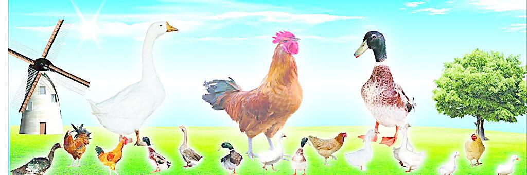 居家生活小妙招100例,居家生活小妙招2020年