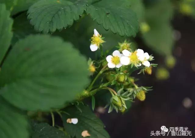 魅力龙泉,龙泉镇富硒采摘园