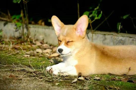 选择汪星人只看价格？真实经历告诉你为何不要贪便宜