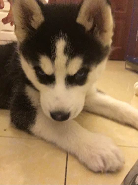 哈士奇的正确饲养方法有哪些,这才是哈士奇的正确遛法