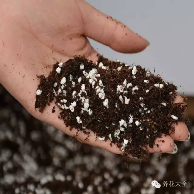 花死了花盆要不要扔,花死了要不要扔