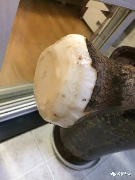 花死了花盆要不要扔,花死了要不要扔